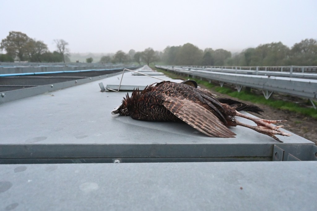 Animal Aid (@animalaid) on Twitter photo Please share and keep sharing this post.
Exclusive <a href="/NationCymru/">Nation.Cymru</a> coverage, photos and video of Animal Aidās latest investigation into the farms associated with the shooting industry.
Read more here ā”ļø nation.cymru/news/animal-riā¦
#BanBloodsports #BanShooting #BanCages Please share and keep sharing this post.
Exclusive <a href="/NationCymru/">Nation.Cymru</a> coverage, photos and video of Animal Aidās latest investigation into the farms associated with the shooting industry.
Read more here ā”ļø nation.cymru/news/animal-riā¦
#BanBloodsports #BanShooting #BanCages