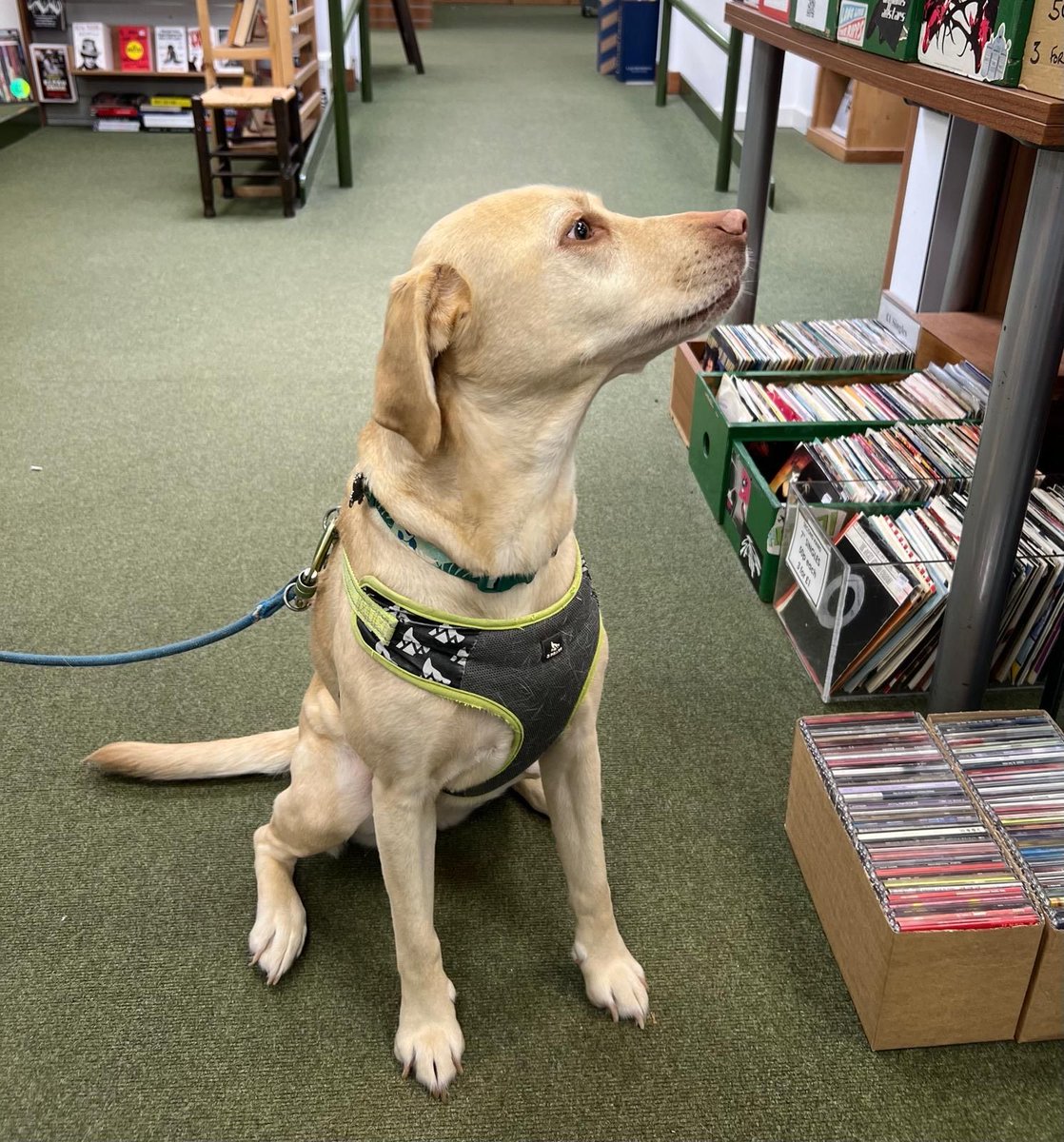 IT'S DOG SUNDAY and boy oh boy do we have a prime pooch for you today. Look how polite, look how graceful, look how angelic. 10/10 fantastic Doggo. 

Remember to bring your dogs for us to swoon over next time you visit. We're open till 5 today and 10 - 5 on Bank Holiday Monday