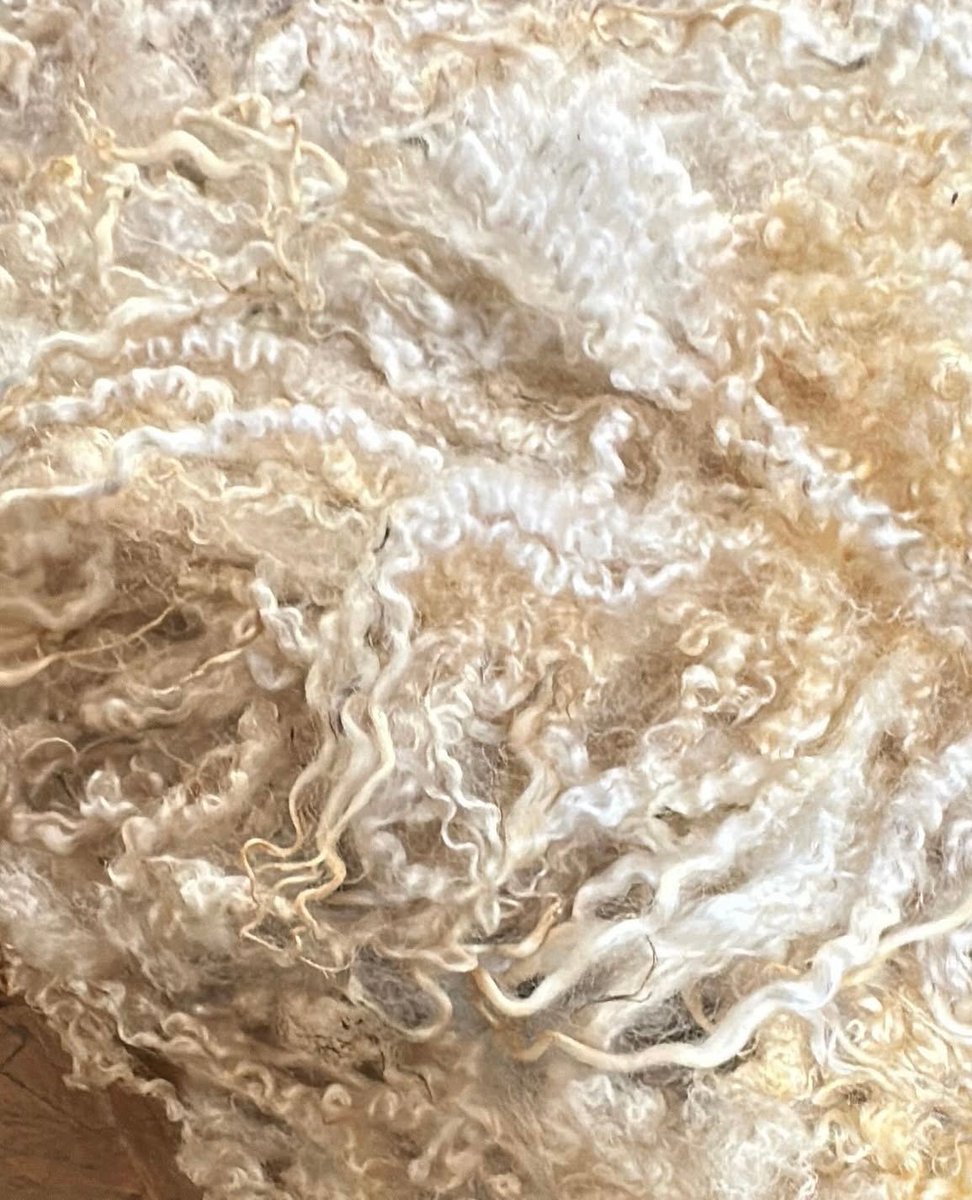 With natural variations in crimp, curl, lustre &amp; colour, wool makes the ideal base to create products with natural stretch &amp; recovery.  

Do you have a commercial innovation using wool? 💡🤔
See link for details  innovationinwool.com 
CLOSING DATE 20 JULY.

📸 IG fernhillfibre