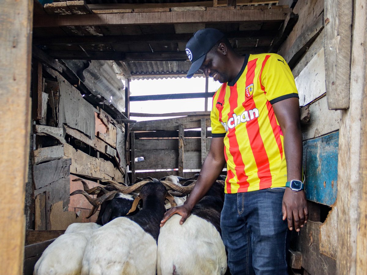 Jubril A. Gawat (@mr_jags) on Twitter photo YỌDI Ẹ … ARA FẸ SAN 🤣🤣
Jokes apart, I was checking the quality of the poo 💩 , It sometimes shows the quality of care the ram is receiving.
Thank you 📸 <a href="/newton_image/">Newton Image 📸</a> for capturing this moment yesterday. YỌDI Ẹ … ARA FẸ SAN 🤣🤣
Jokes apart, I was checking the quality of the poo 💩 , It sometimes shows the quality of care the ram is receiving.
Thank you 📸 <a href="/newton_image/">Newton Image 📸</a> for capturing this moment yesterday.