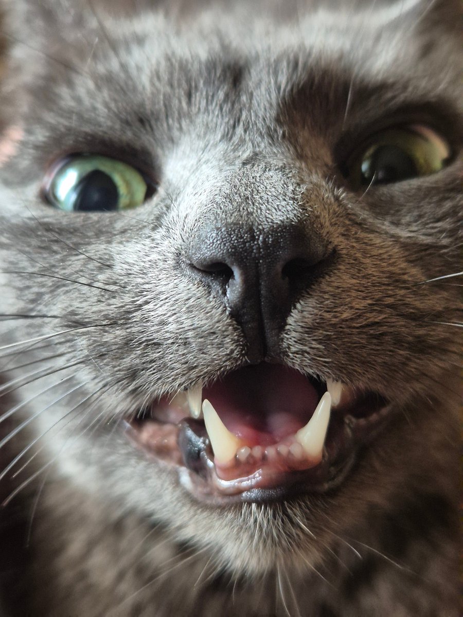 Приперлось