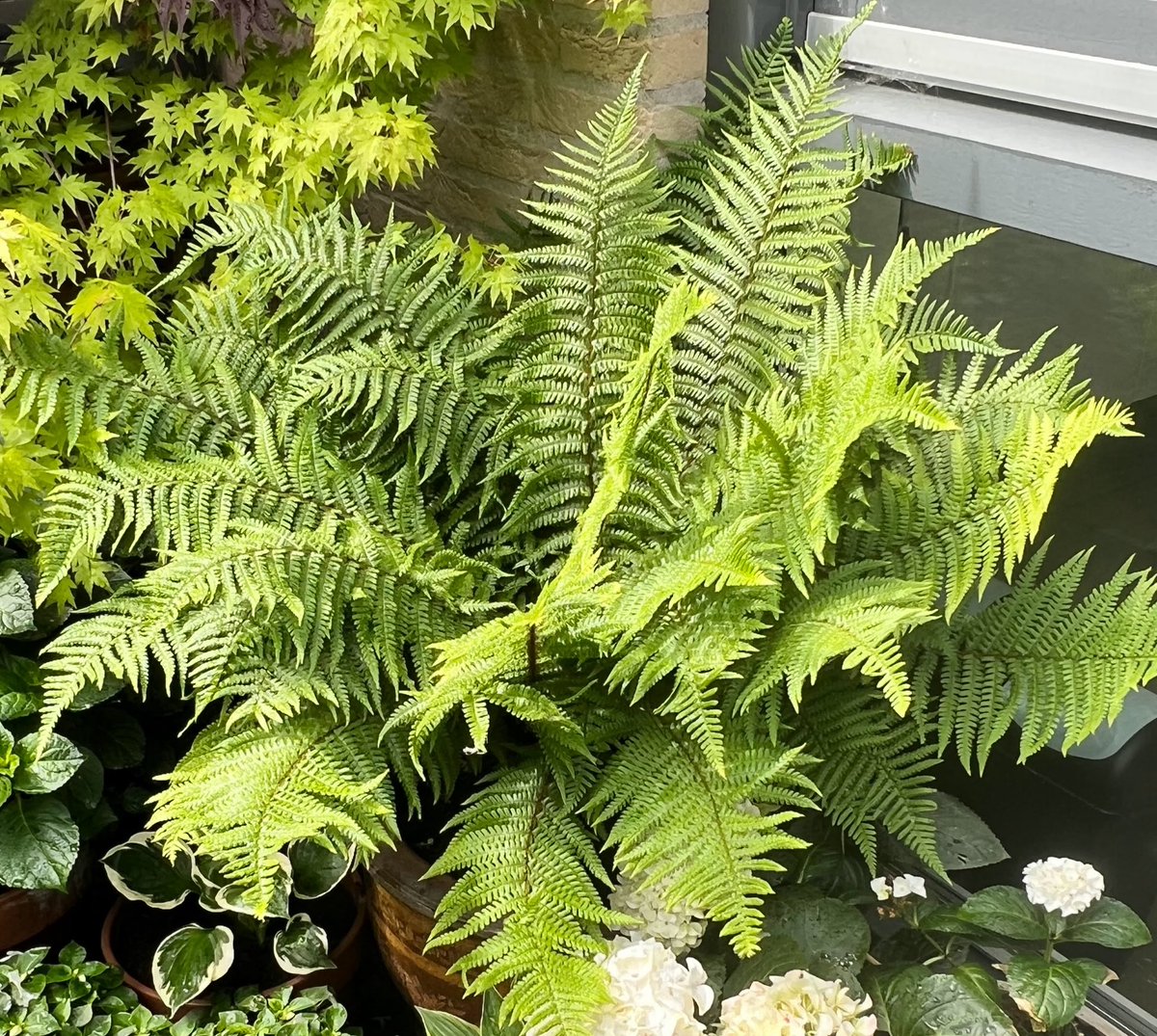 Margretha46's tweet photo. Ik heb maar één varen in mijn kleine patiotuintje, maar ben er erg blij mee.
#patio #patiotuin #natuur #varens https://t.co/W1dmF24xUl