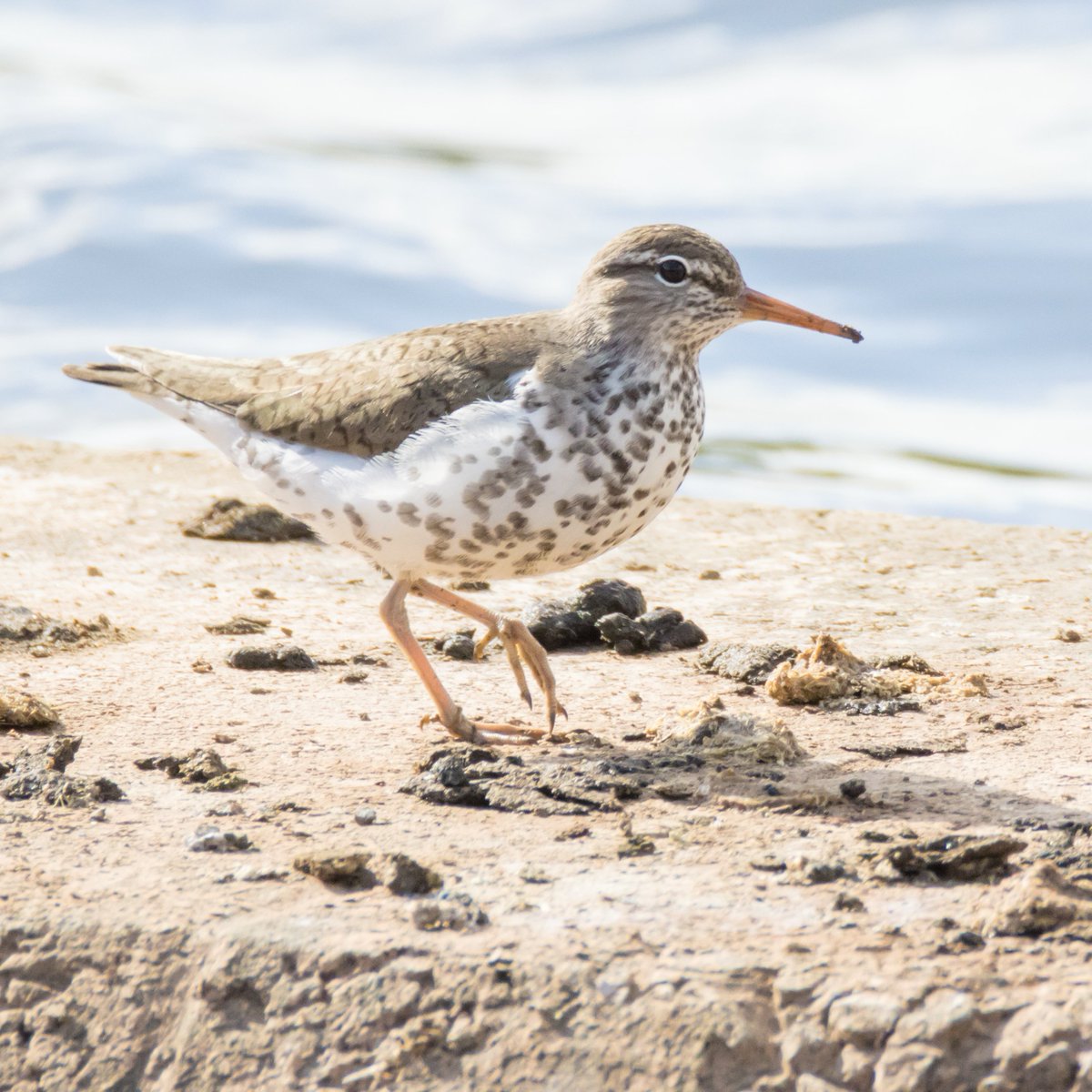 Wayne + Lauren (@nslbirding) on Twitter photo Spotted Sandpiper from Herriotts Pool, CVL.
Thanks to <a href="/bri66thomp/">Bri Thompson</a> for finding it!
<a href="/BirdGuides/">BirdGuides</a> | <a href="/RareBirdAlertUK/">RareBirdAlertUK</a> | <a href="/bristolbirding/">BristolBirding</a> Spotted Sandpiper from Herriotts Pool, CVL.
Thanks to <a href="/bri66thomp/">Bri Thompson</a> for finding it!
<a href="/BirdGuides/">BirdGuides</a> | <a href="/RareBirdAlertUK/">RareBirdAlertUK</a> | <a href="/bristolbirding/">BristolBirding</a>