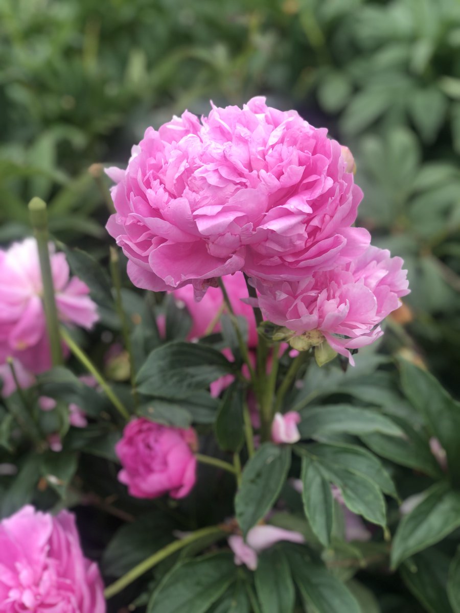 つくば牡丹園行ってきた🥰
最終日でも結構な数の芍薬が綺麗に咲いてて行ってよかったなぁと🙂
#ANTU