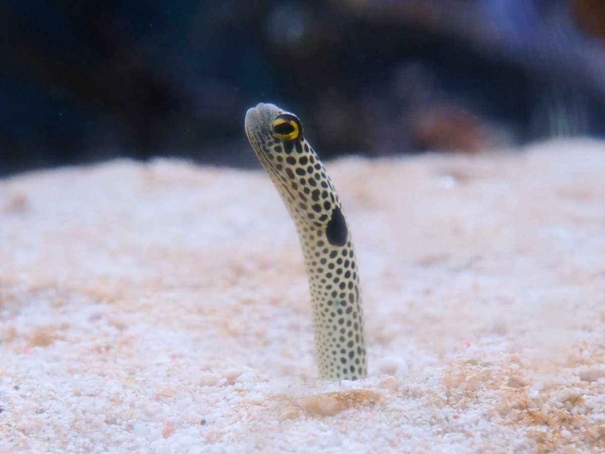 チンアナゴ 日本で最も歴史の長い水族館 魚津水族館。 富山の河川や日本海の海の幸