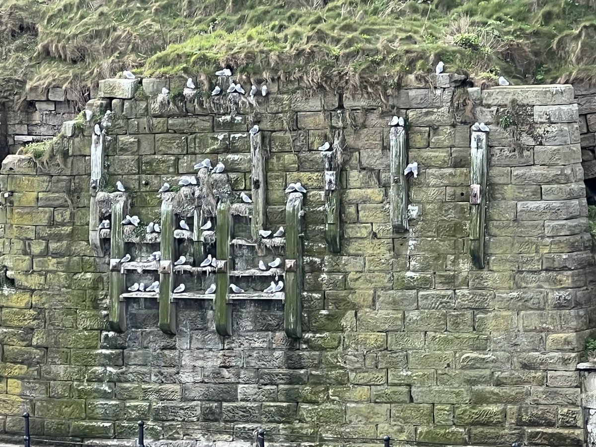 thebritishcoast's tweet photo. Cliffside condos for kittiwakes nature’s high-rise living on the rugged Durham Coast. These birds know prime waterfront real estate when they see it! #DurhamCoast #Seaham #Kittiwakes #CoastalWildlife https://t.co/Pm56zqaelG