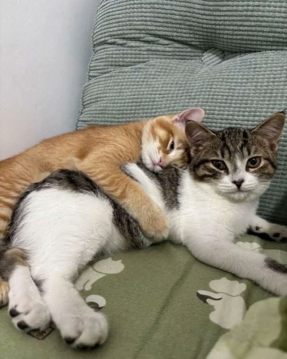 The Cats 𝕏 (@thecatsx) on Twitter photo 