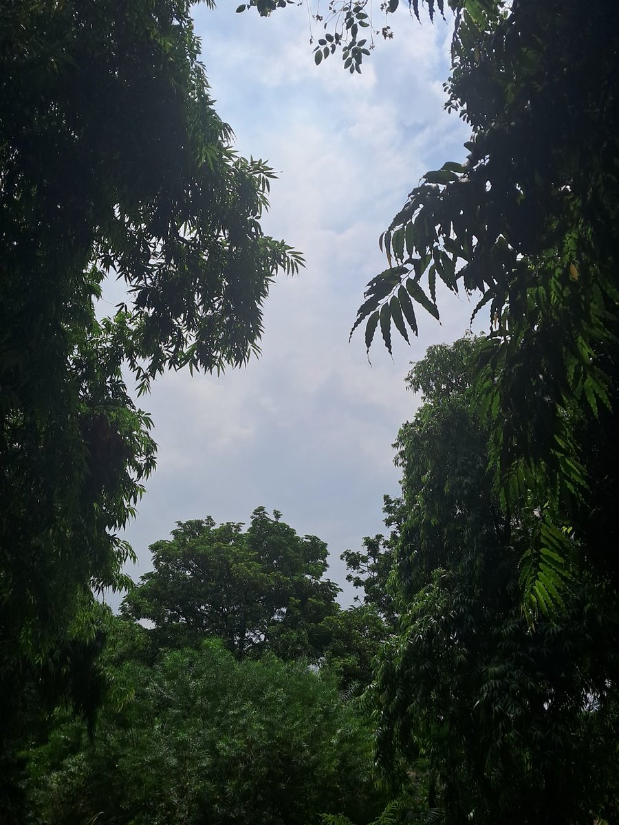 lightseekerusha's tweet photo. In every green leaf, a story of peace unfolds. 🍃 Step into nature's embrace; you'll never regret the calm it brings.
#NatureTherapy #PeacefulMoments #GreenLiving #Mindfulness #EmbraceNature #DelhiMornings https://t.co/edBfNrtmTW