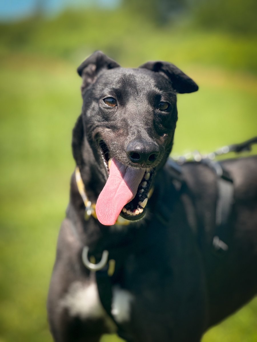 Ivy has just arrived into our care, we may not know her well yet, but this face tells us she's going to be full of character! 😊

We look forward to getting to know her better. ❤️