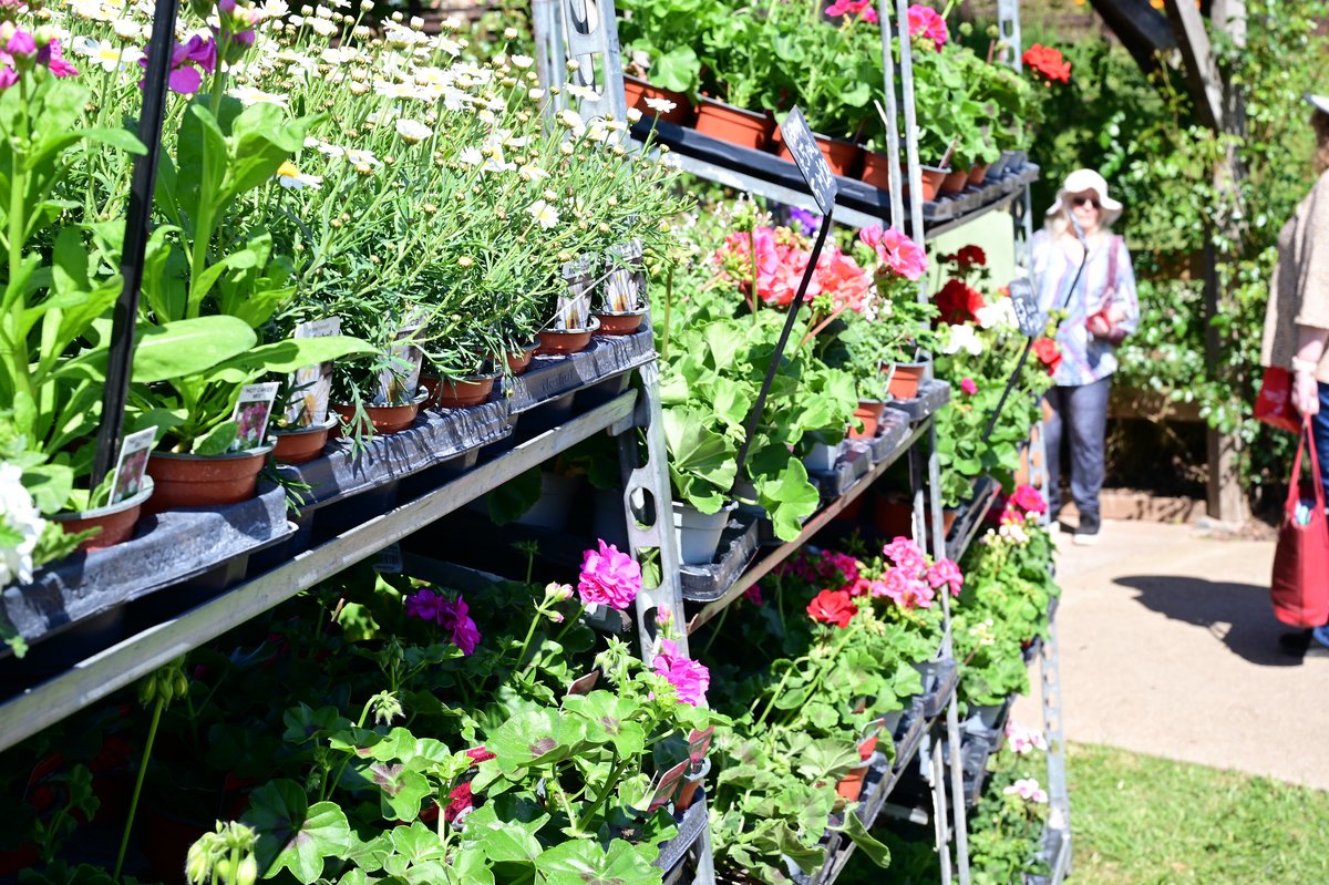 Bloomin’ eck! You've helped raise over £25,000 at our Plant Fair! 🌿 Thanks to 2,300 visitors, nearly 1,000 volunteers &amp; amazing sponsors Lyonshall Nurseries and TPG Disable Aids.

Biggest one yet – and we’re so grateful! 💙🕊️
Read more: bit.ly/SMH_News_Plant…