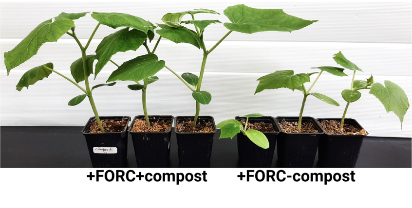 🌱 #Compost amendments can suppress soilborne #FungalDisease in cucumber plants by stabilizing the rhizosphere #Microbiome and promoting beneficial bacteria. 🥒🌿
#SustainableAgriculture #SoilHealth #PlantScience
doi.org/10.1186/s40793…
