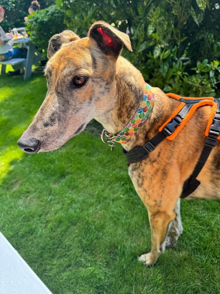 RSPCA_TheArk's tweet photo. Our friendly, gentle ex-racing greyhound Hero has been patiently waiting for his forever home. Everyone here at the Ark has fallen in love with this sweet soul. If you think you could offer this amazing dog the home he deserves please see below:
https://t.co/aQ9rAGBa9W https://t.co/bS9sKyntnu