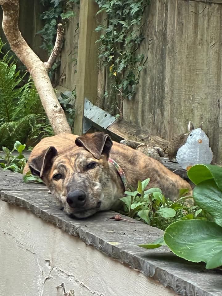 RSPCA_TheArk's tweet photo. Our friendly, gentle ex-racing greyhound Hero has been patiently waiting for his forever home. Everyone here at the Ark has fallen in love with this sweet soul. If you think you could offer this amazing dog the home he deserves please see below:
https://t.co/aQ9rAGBa9W https://t.co/bS9sKyntnu