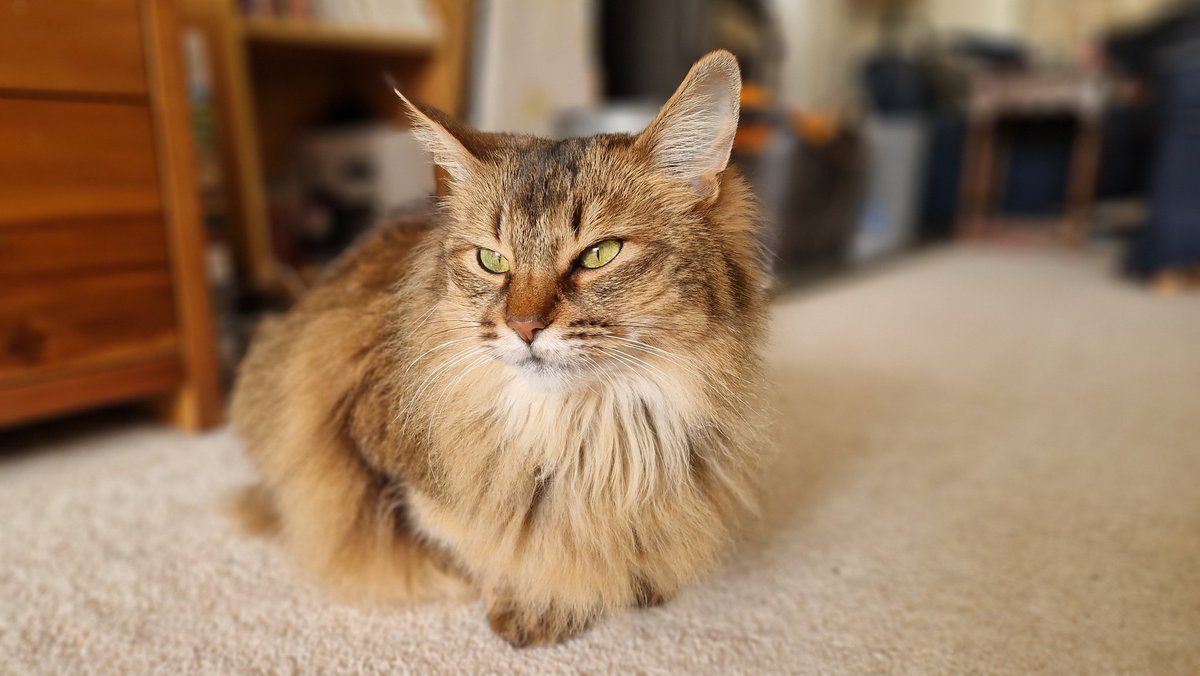 Sula Ross tweet media