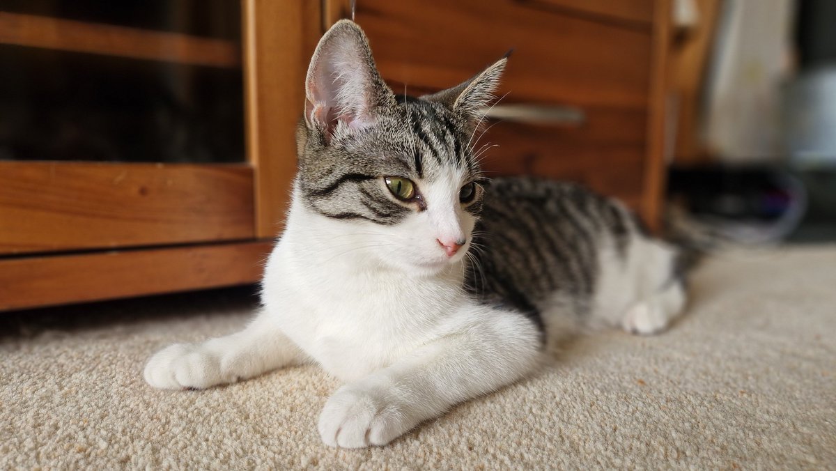 Sula Ross tweet media