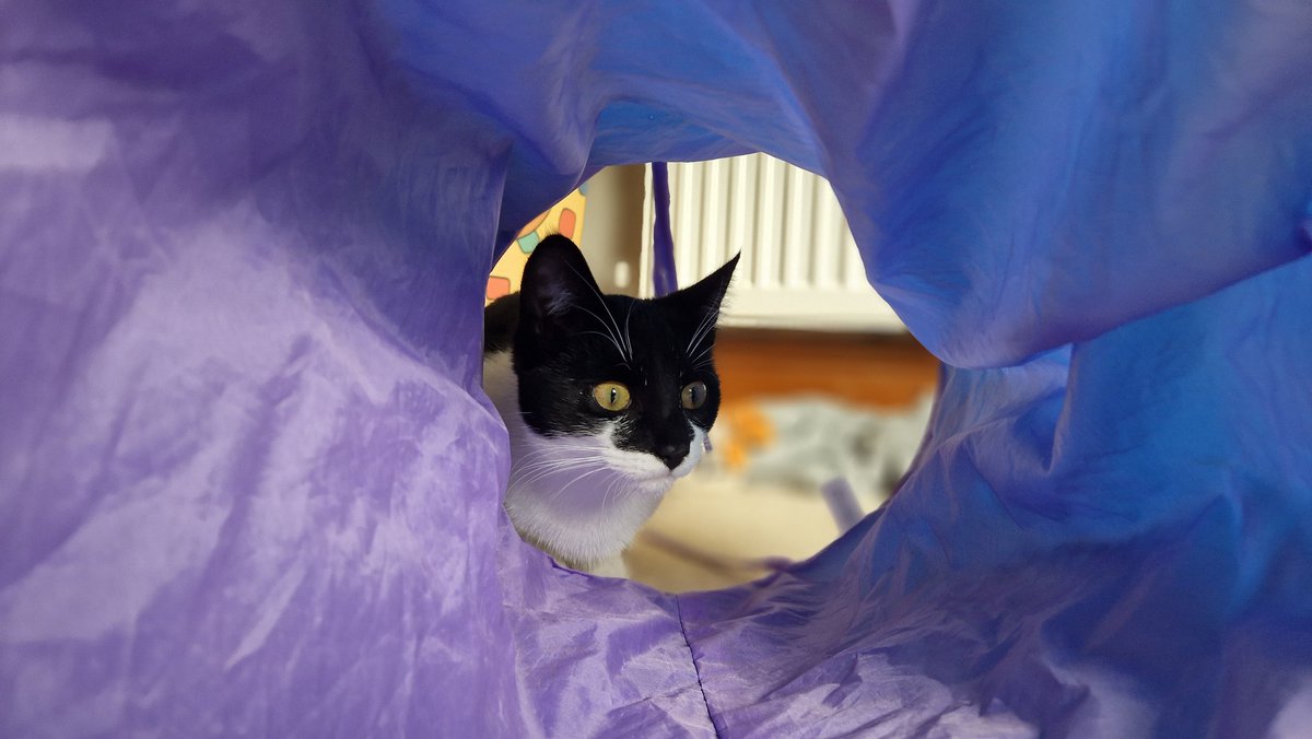 Sula Ross tweet media