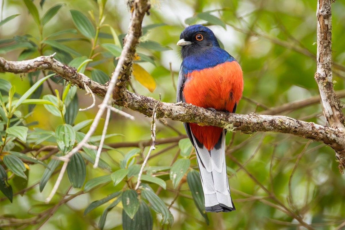 The beautiful family of trogons is always a pleasure to spot. Very nice shot of this Surucua Trogon made by Carolien Hoek in Brazil. You can upload bird pics of areas you visited on Birdingplaces.eu by clicking on 'Add image' on the bottom of an area.