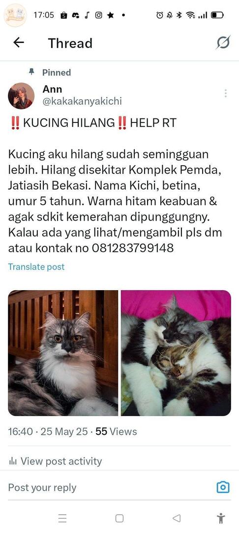 ‼️KUCING HILANG‼️minta tolong rt ya gais :( khususnya yang tinggal daerah bekasi, jatiasih dan sekitarnya kcg!