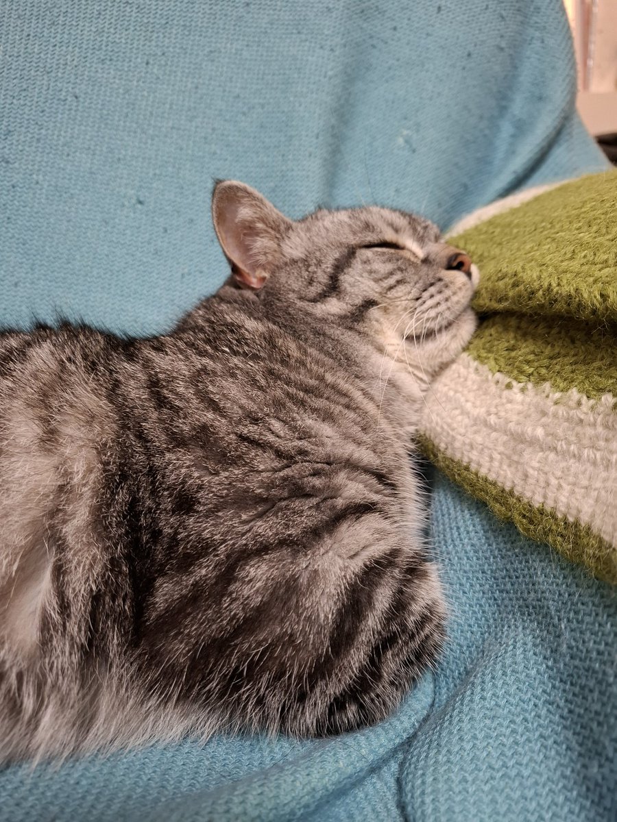 mameko71801983's tweet photo. 寝づらくない？

#猫のいる暮らし𓏲𓎨 https://t.co/S43HztlaYt