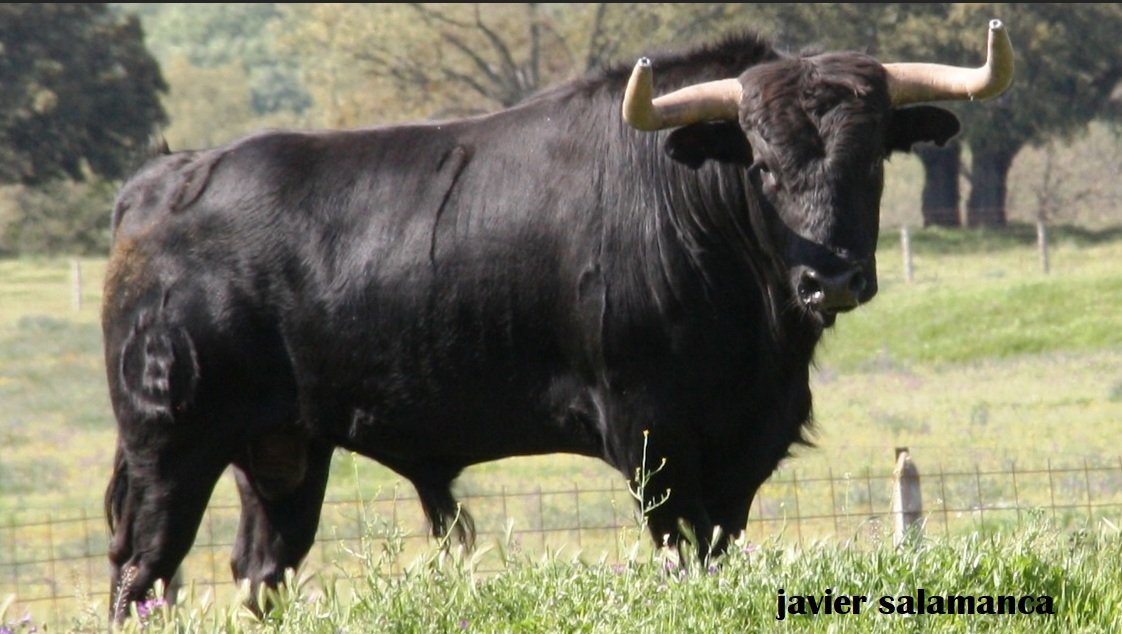 #CampoBravo Ganadería "El Sierro": Mirando al frente con novillos para plazas como Madrid o Calasparra.

Texto y fotogalería: Javier Salamamca 👇

elmuletazo.com/2025/05/25/gan…