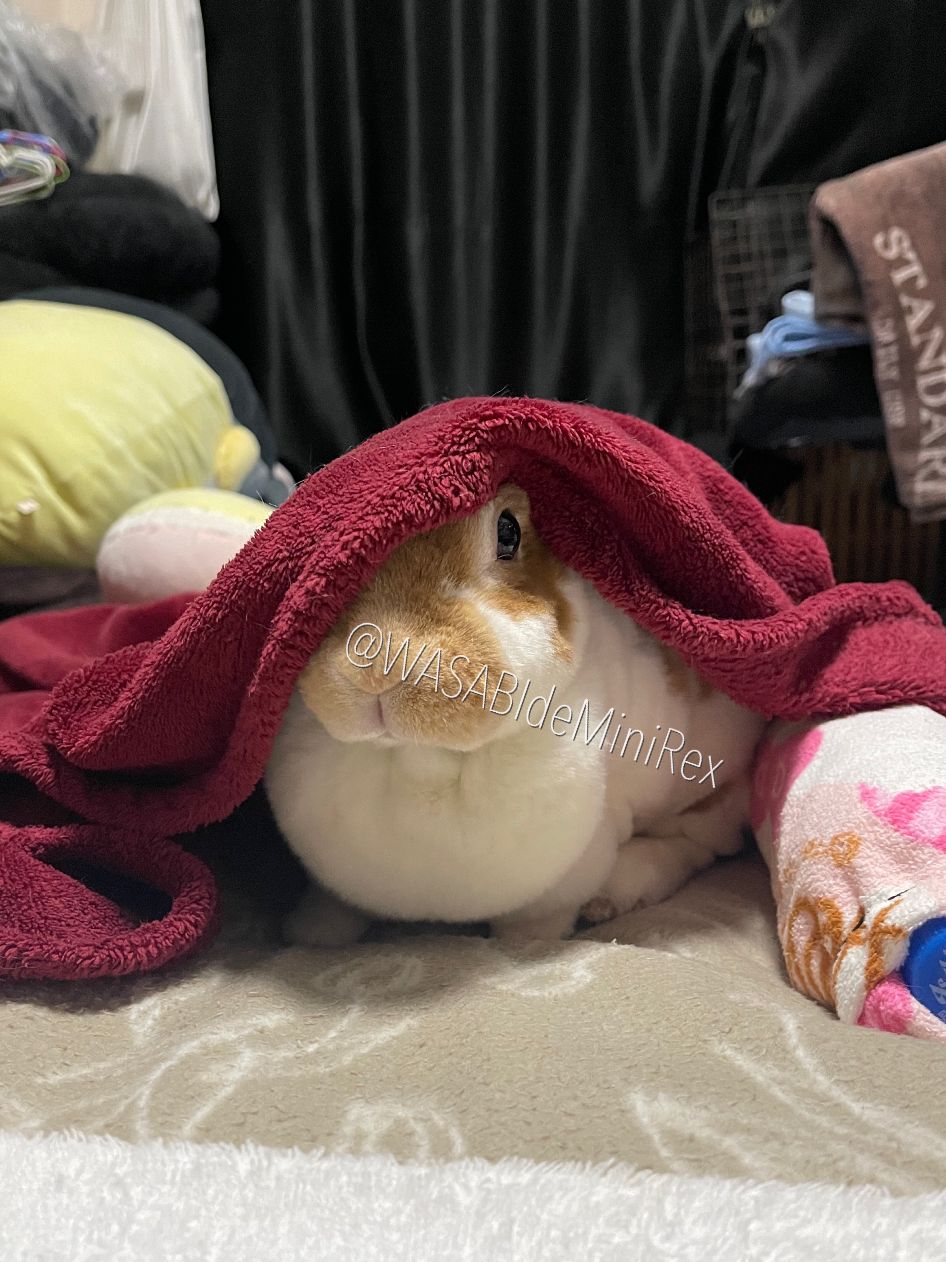 最高の品質 うさぎわさびc(⌒(_U・ω・U)_ on X:  アクセサリー