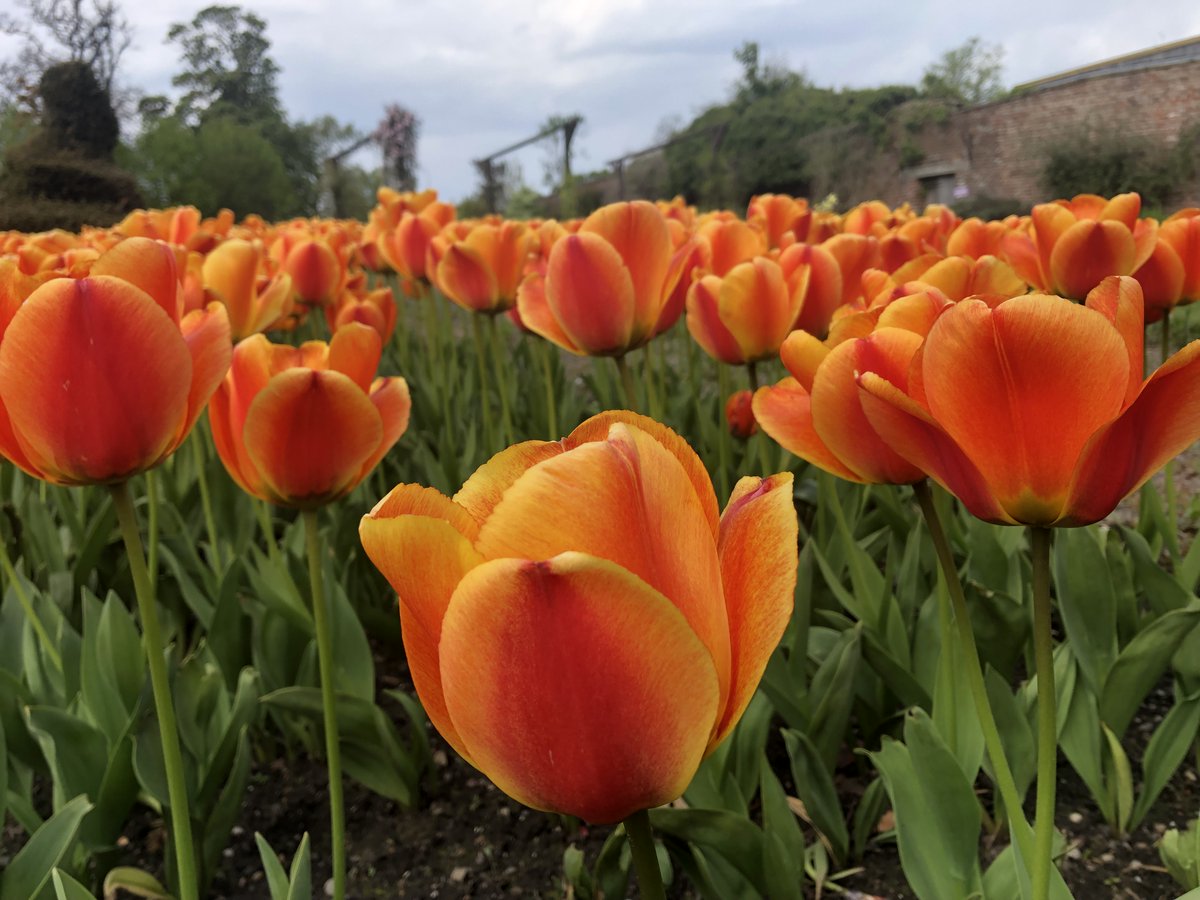 Sarah Mint (@fractalcat888) on Twitter photo <a href="/DailyPicTheme2/">Daily Picture Theme</a> Today’s #DailyPictureTheme is #Tulips
#Nature #Glasgow
Beautiful colours, at <a href="/HouseArtLover/">HouseforanArtLover</a> <a href="/DailyPicTheme2/">Daily Picture Theme</a> Today’s #DailyPictureTheme is #Tulips
#Nature #Glasgow
Beautiful colours, at <a href="/HouseArtLover/">HouseforanArtLover</a>