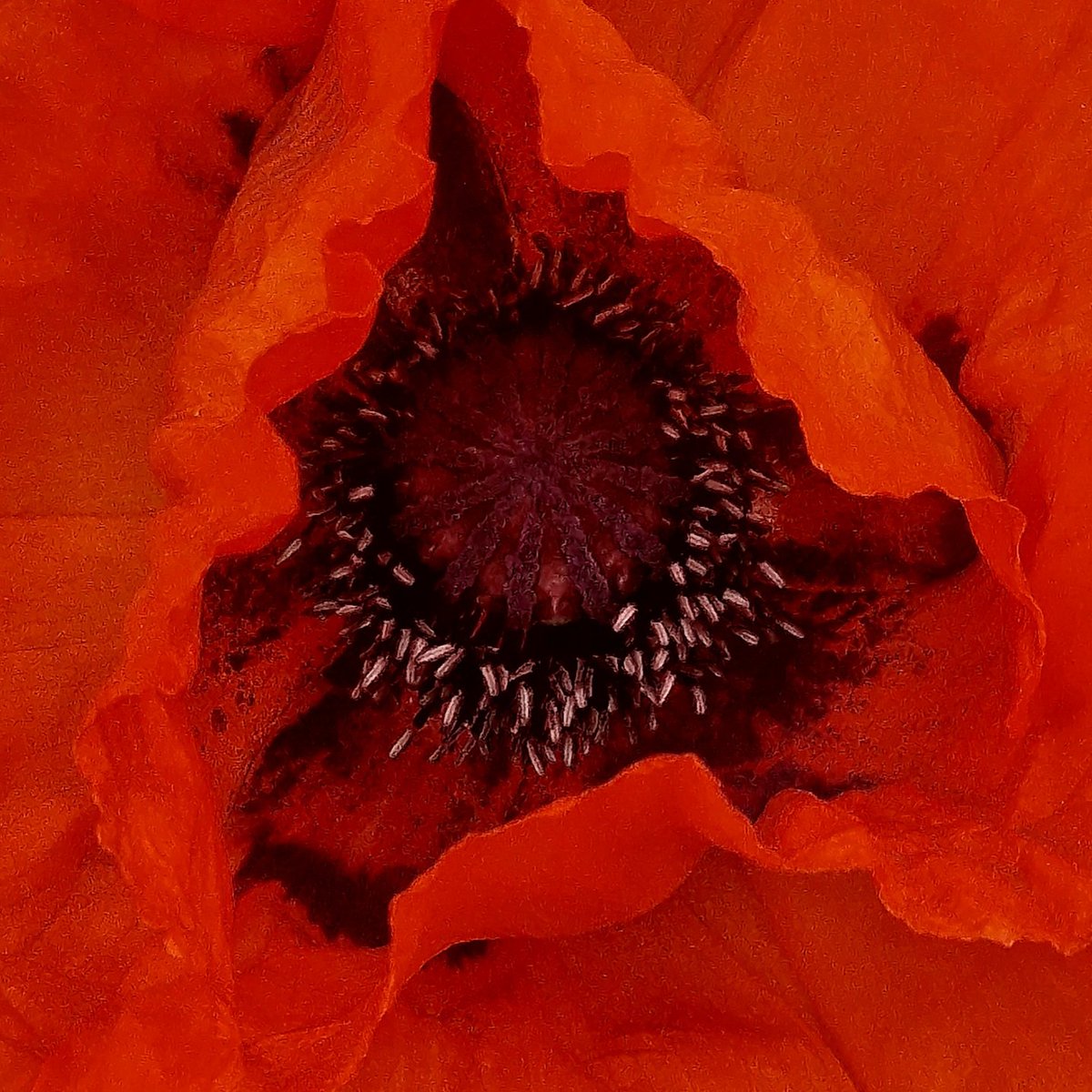 Antony Alexander 🏴󠁧󠁢󠁳󠁣󠁴󠁿🇮🇪🇧🇻🇩🇪🇪🇺 tweet media