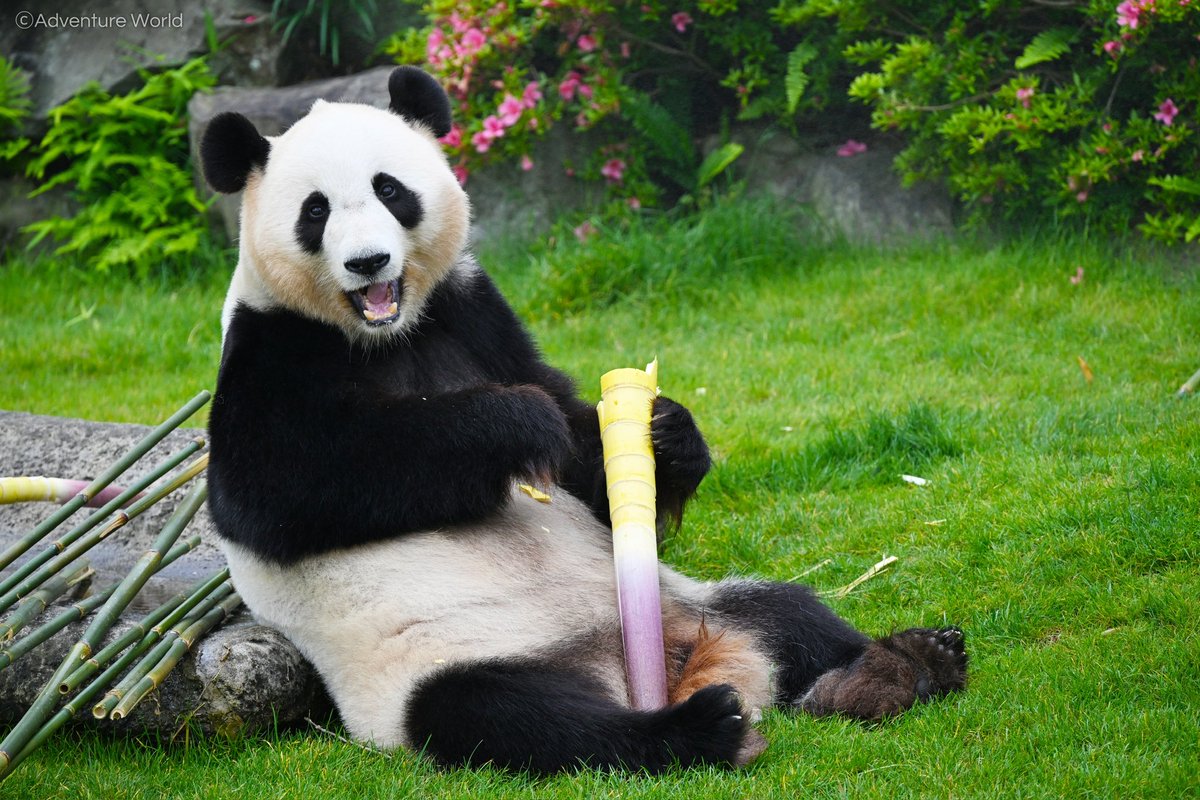 アドベンチャーワールドで暮らす4頭のジャイアントパンダ「良浜」「結