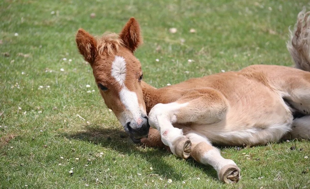 最近ウマにハマっててる。可愛すぎるよね🐎
