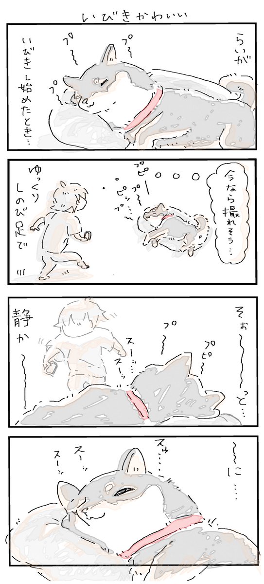 #4コマ漫画 #柴犬
いびきかわいい 