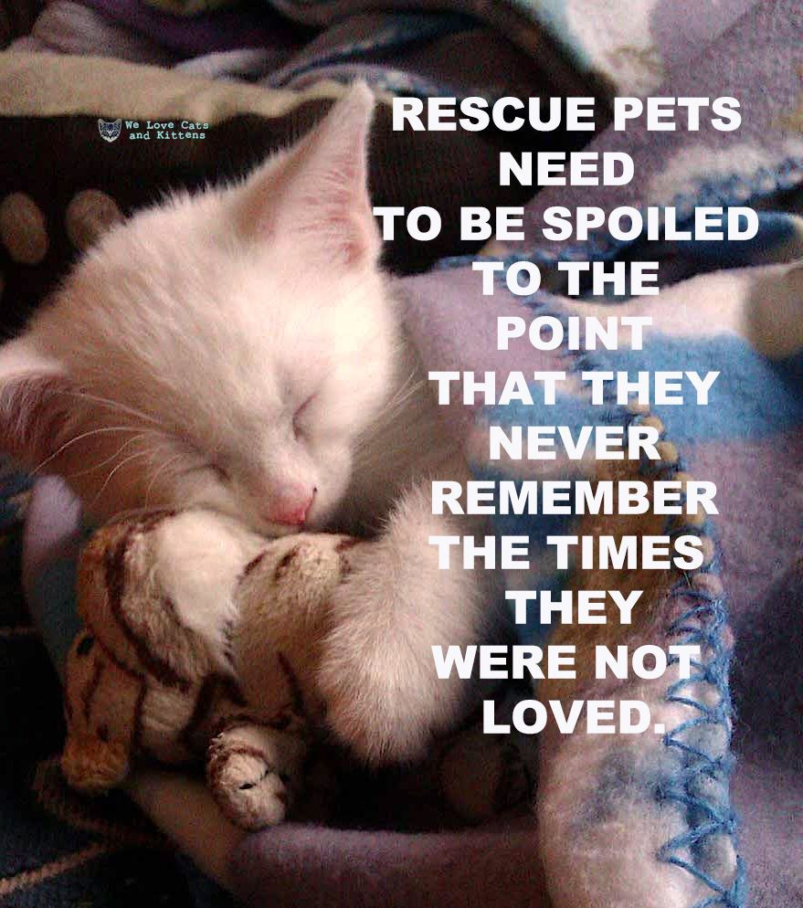 Cats and Kittens (@catsnkittys) on Twitter photo 