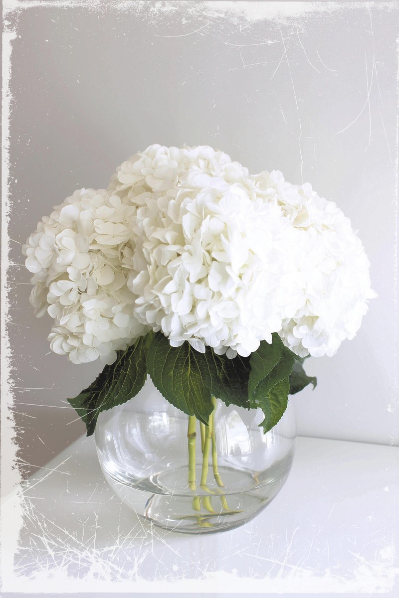 CarolynIott's tweet photo. Hydrangea
My favorite flower
Mophead variety - Snowball
#AIphotography #HydrangeaArt #FlowerAI https://t.co/NsdK87q7yL