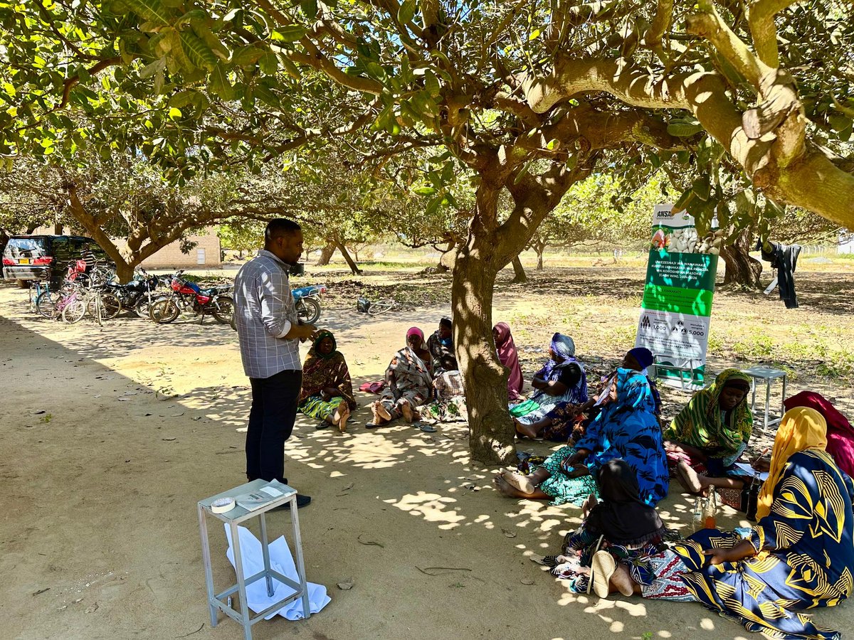 AmshaInstitute's tweet photo. Building a strong, unified identity for Tanzanian cashews!

Through the #CASHWIN Project, producer groups in Lindi &amp; Mtwara are developing a common cashew brand—a key step toward market recognition and value addition.

AMSHA Institute is proud to provide technical assistance. https://t.co/VASGJI7wwW
