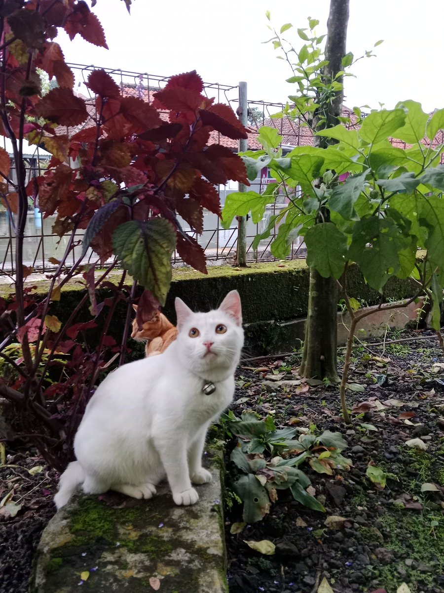 telurdadarenak🍳 tweet media