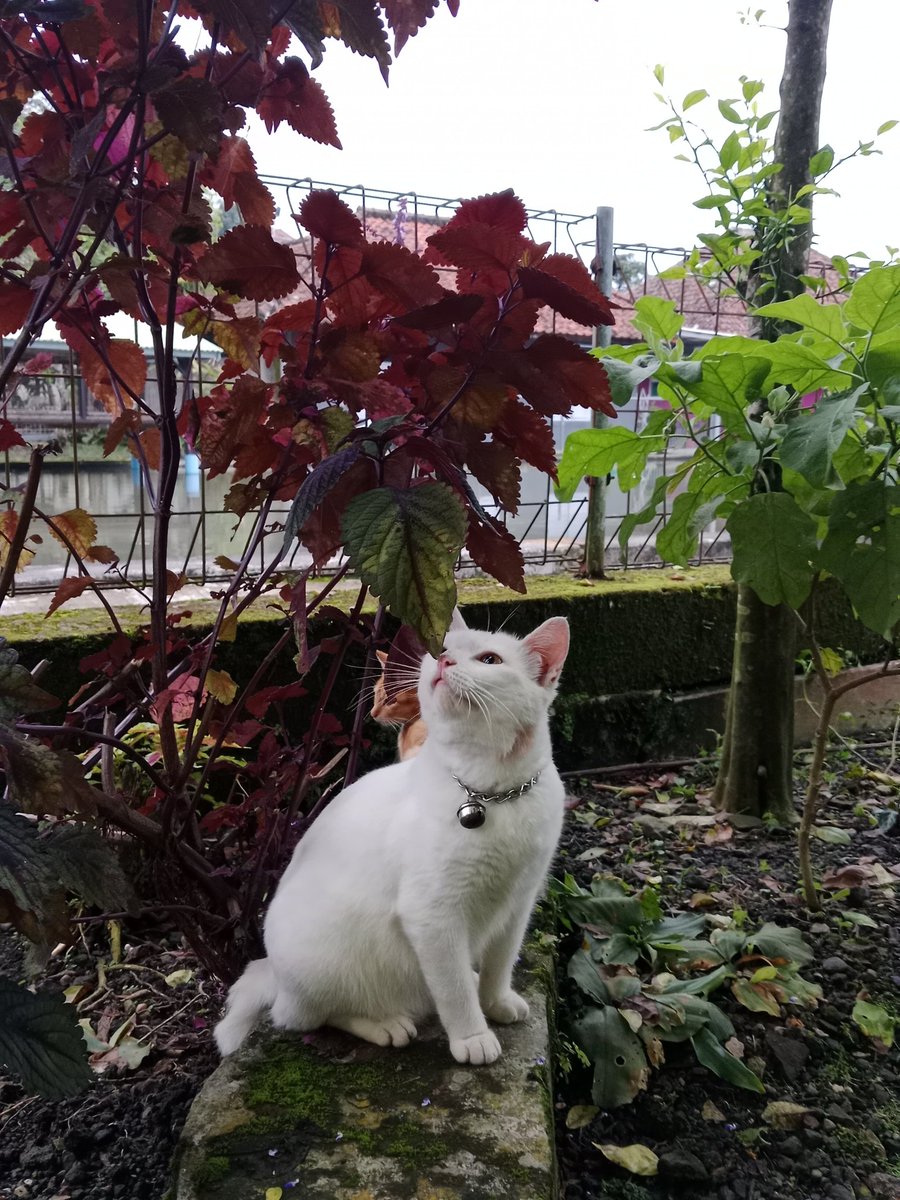 telurdadarenak🍳 tweet media