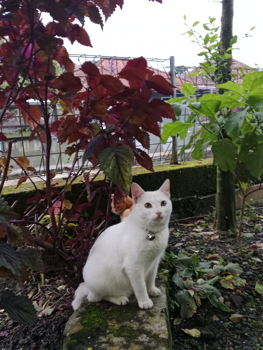 telurdadarenak🍳 tweet media