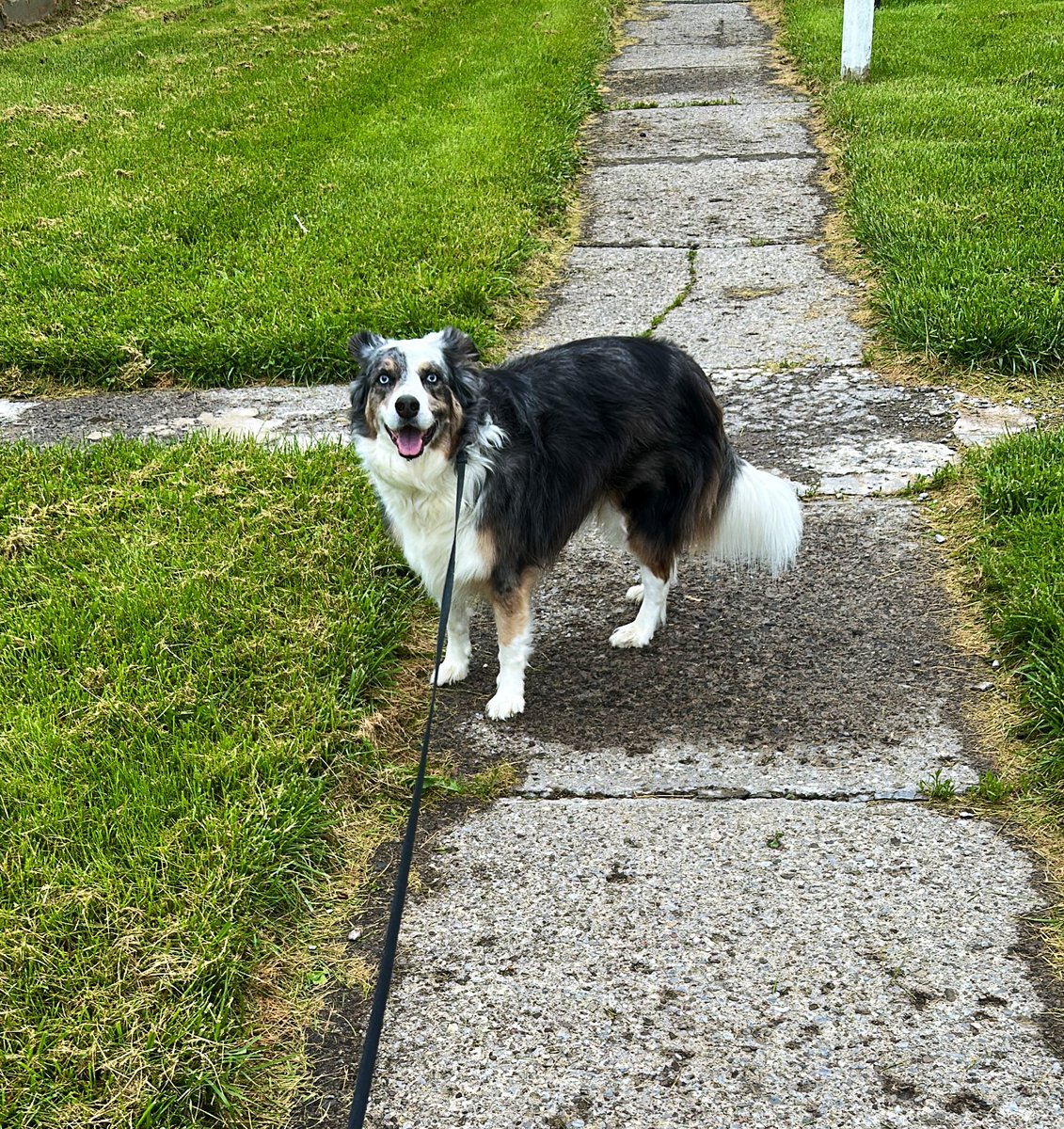 Back to rainy weather but at least I have Karma 🐶🥰