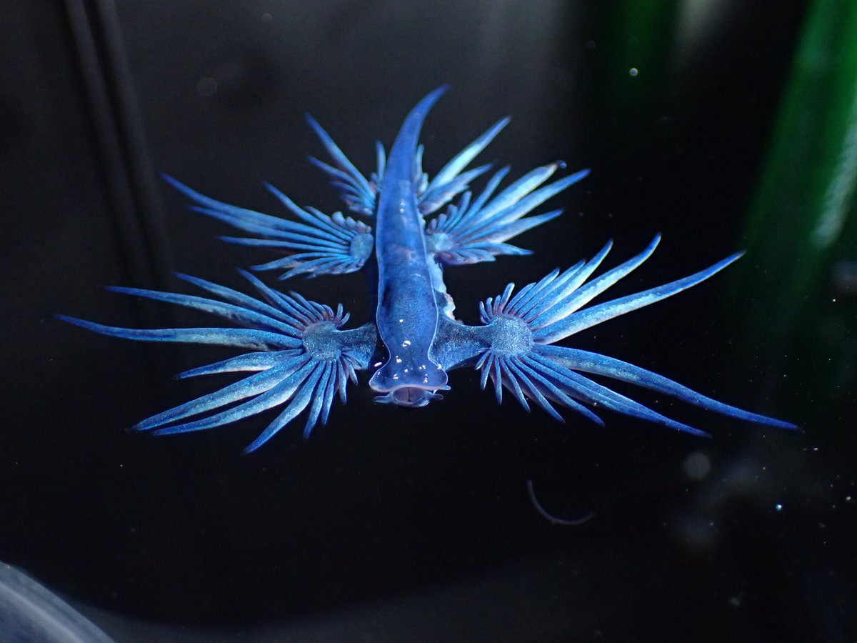 アオミノウミウシ展示開始】 美しいものには棘がある！クラゲなどを