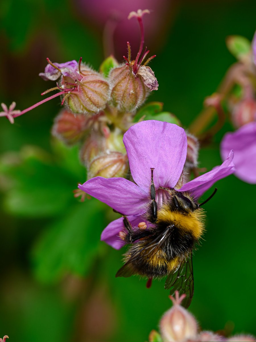 Back in the garden #Togtweeter #ThePhotoHour #snapyourworld #insects #flies #pollinators #flowers #plants #macro #NaturePhotography #macrophotography #bee #hoverfly #bumblebee
