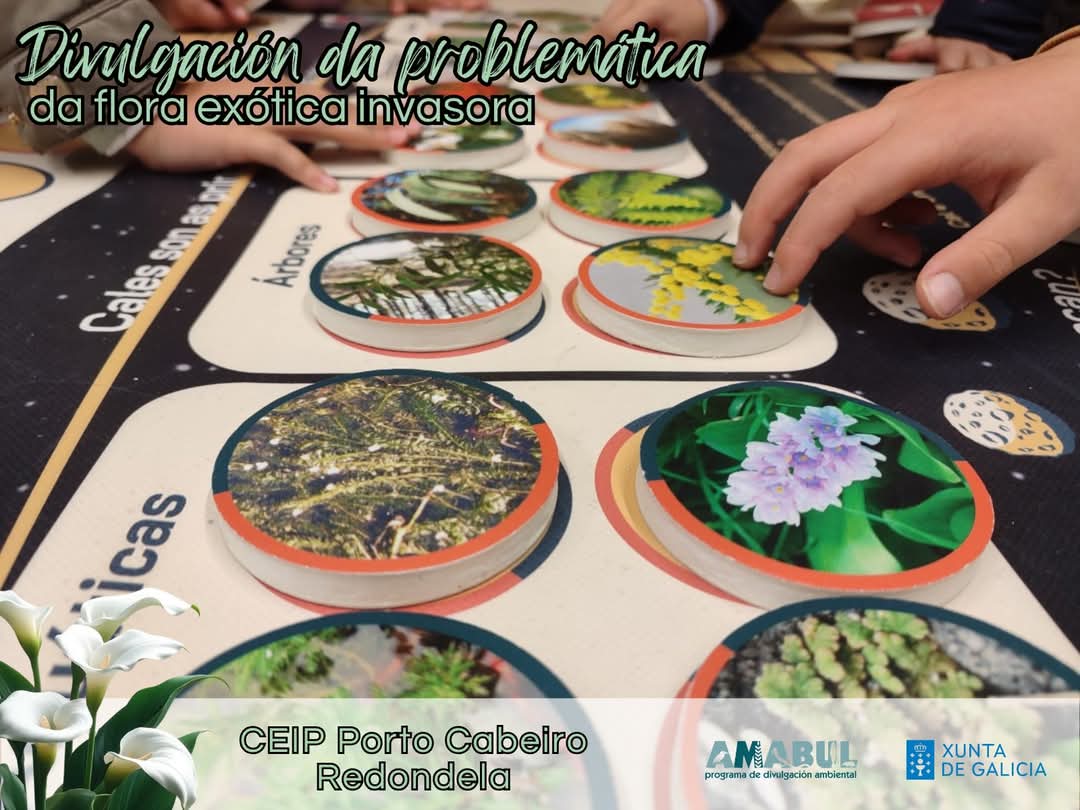 asocamabul's tweet photo. 🪻Recén rematamos Programa de divulgación da problemática da flora exótica invasora no que, durante o curso 24/25 participaron máis de 8.200 alumnas/os e máis de 2.600 realizaron obradoiros ambientais.

🌍 Trátase dun programa financiado por @MAmbienteXunta https://t.co/zIY2r1AQXE