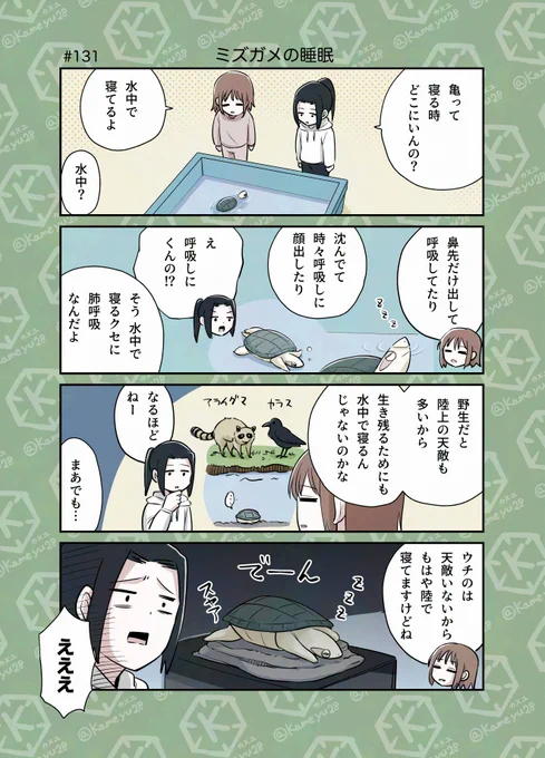 亀飼い4コマ「ミズガメの睡眠」 