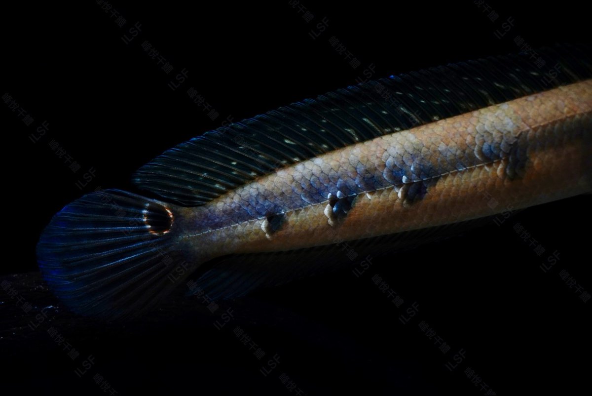 Channa marulioides ”suratthani“

本物のスラタニイエロー👍

2025/2/16