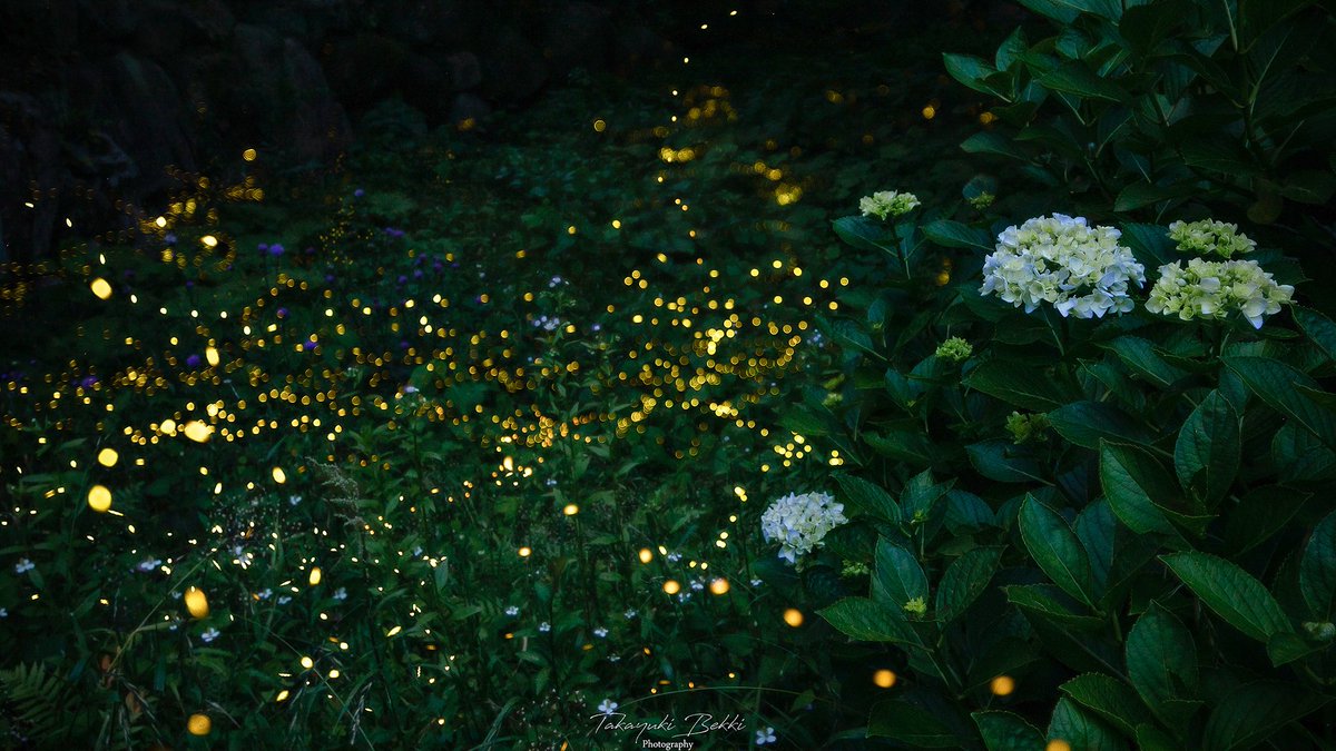 takabou_photo's tweet image. 小さな命の灯が輝く季節

#ヒメボタル
#tokyocameraclub 
#キヤノン党でほめあいたい