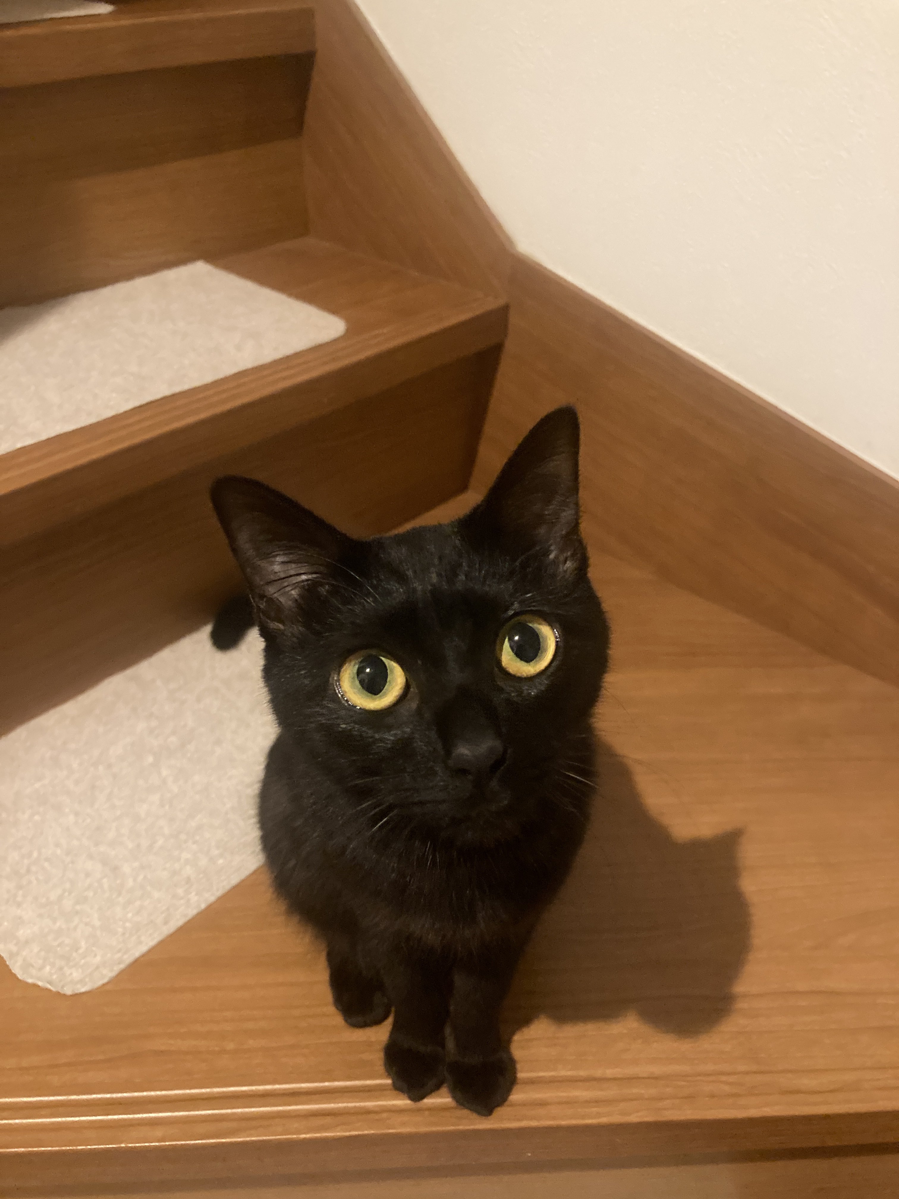 Ciaobot（チャオボット）キャットホイール 猫 ランニング
