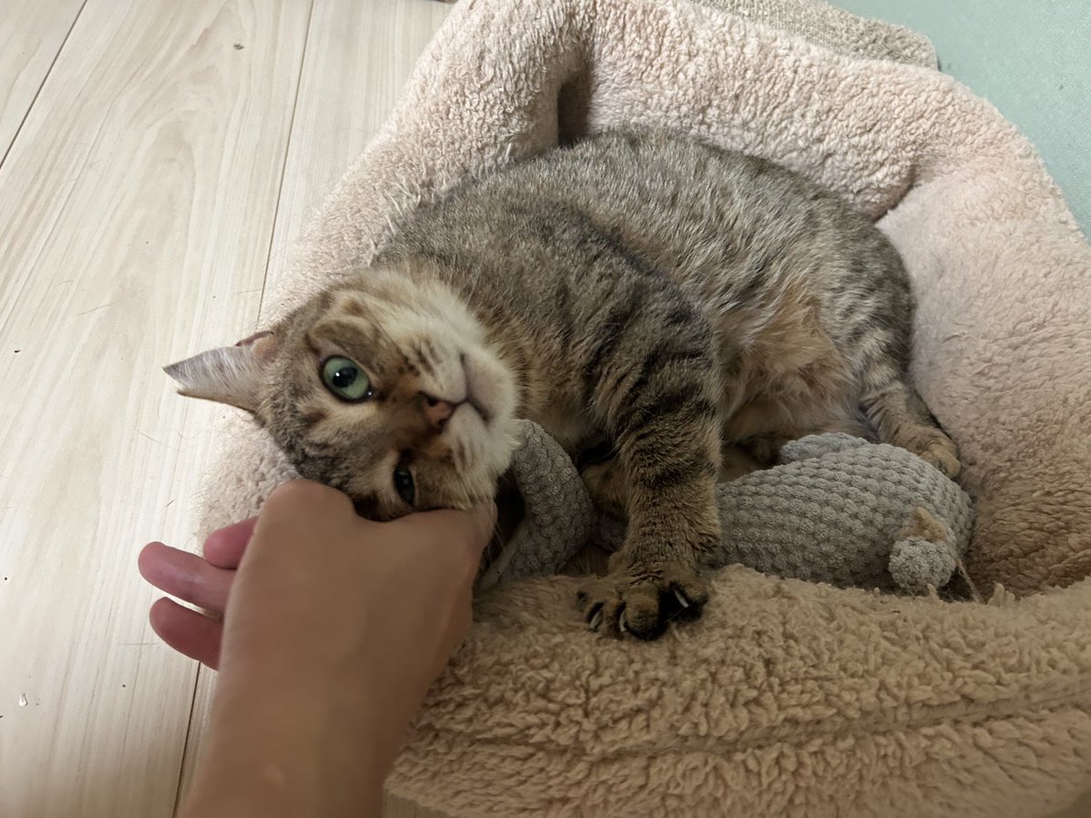 BritishKAMABOKO's tweet photo. お顔なでられながらベッドふみふみする猫

#保護猫 #麦わら柄
#猫のいる暮らし https://t.co/w8frdhL98W