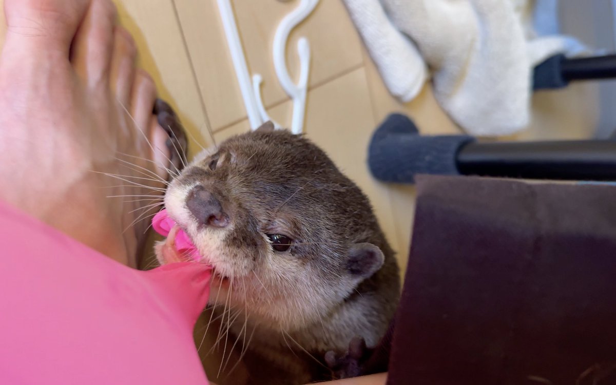 風船の使い方が変すぎて面白くなるカワウソ！
youtu.be/R0YzAbN2_JY