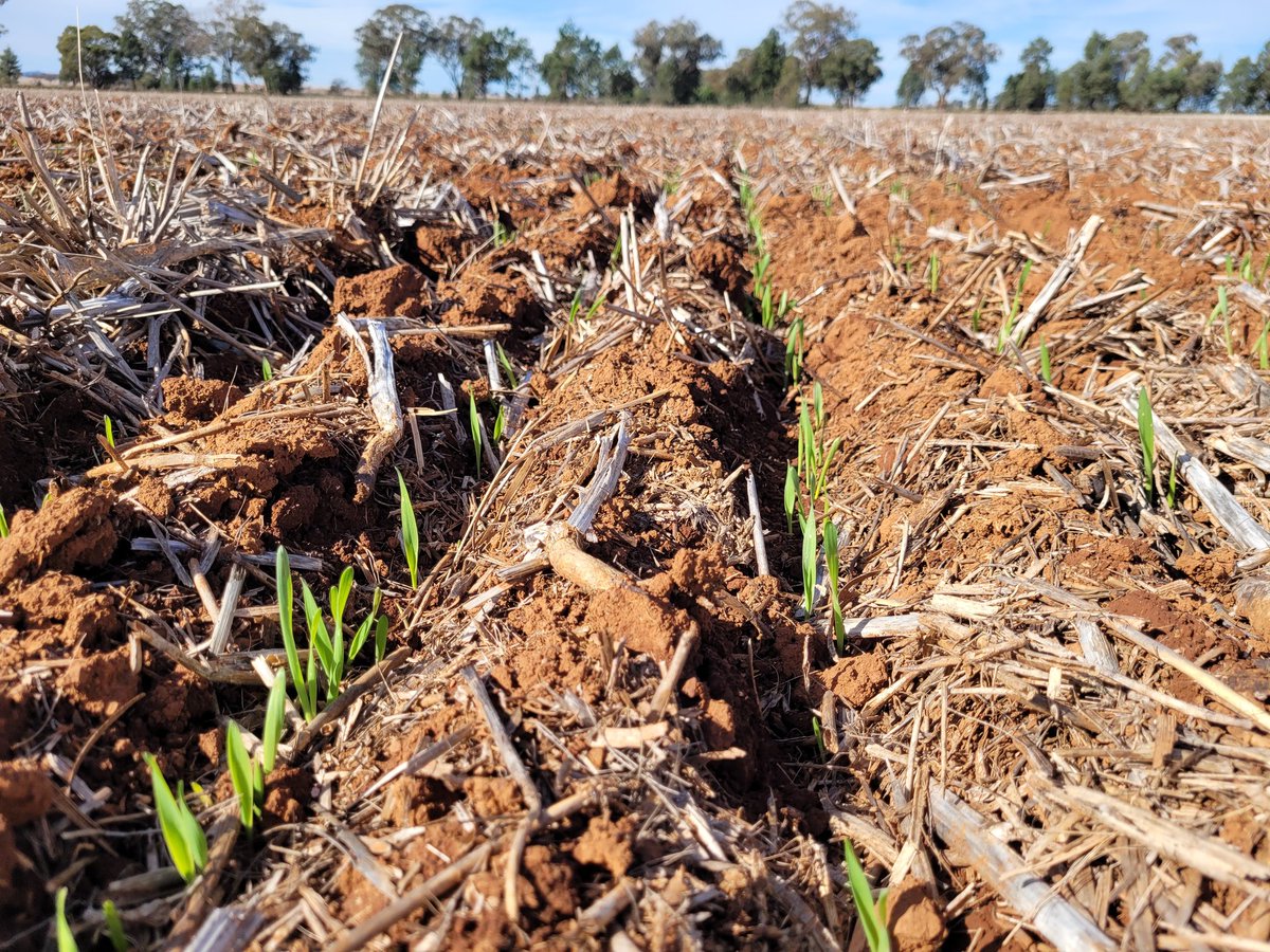 Wheat and barley trials at Parkes looking good 10 days after sowing <a href="/kalyx_australia/">Eurofins Kalyx</a>