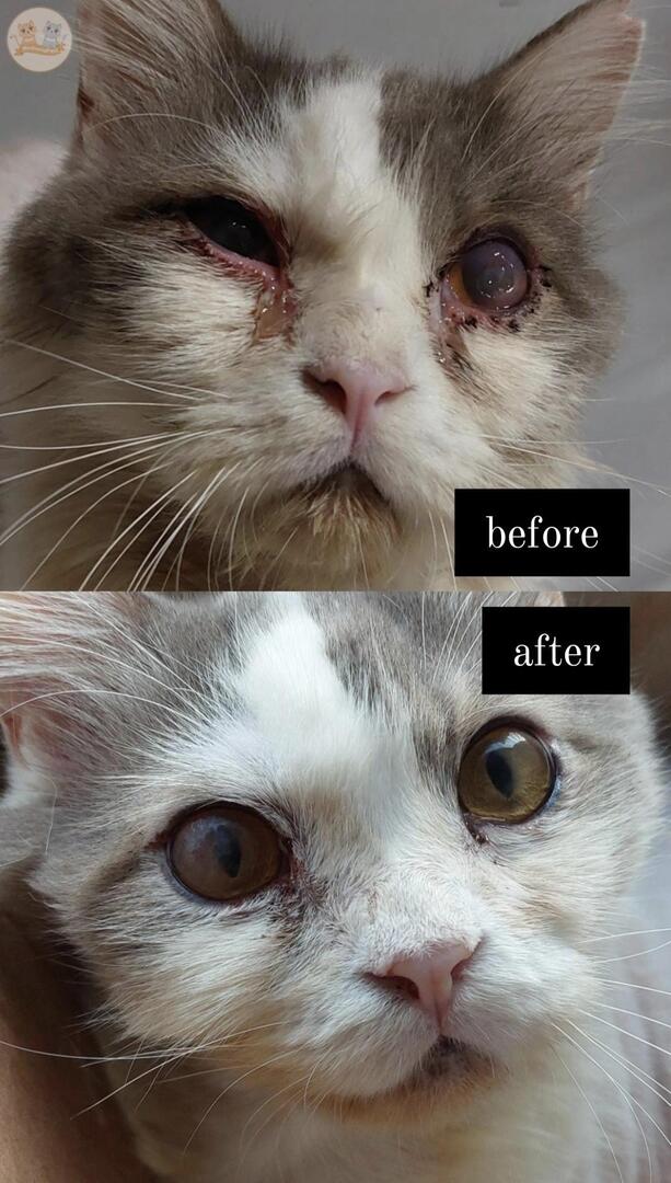 kochengfs's tweet image. kcg! sender kenap fip ocular jadi dia nyerang mata, matanya jadi berkabut dan bengkak, plus pilek gak sembuh2. setelah terapi oral 20 hari, matanya jadi jernih lg 😭😭 terharu bgt liatnya 😭