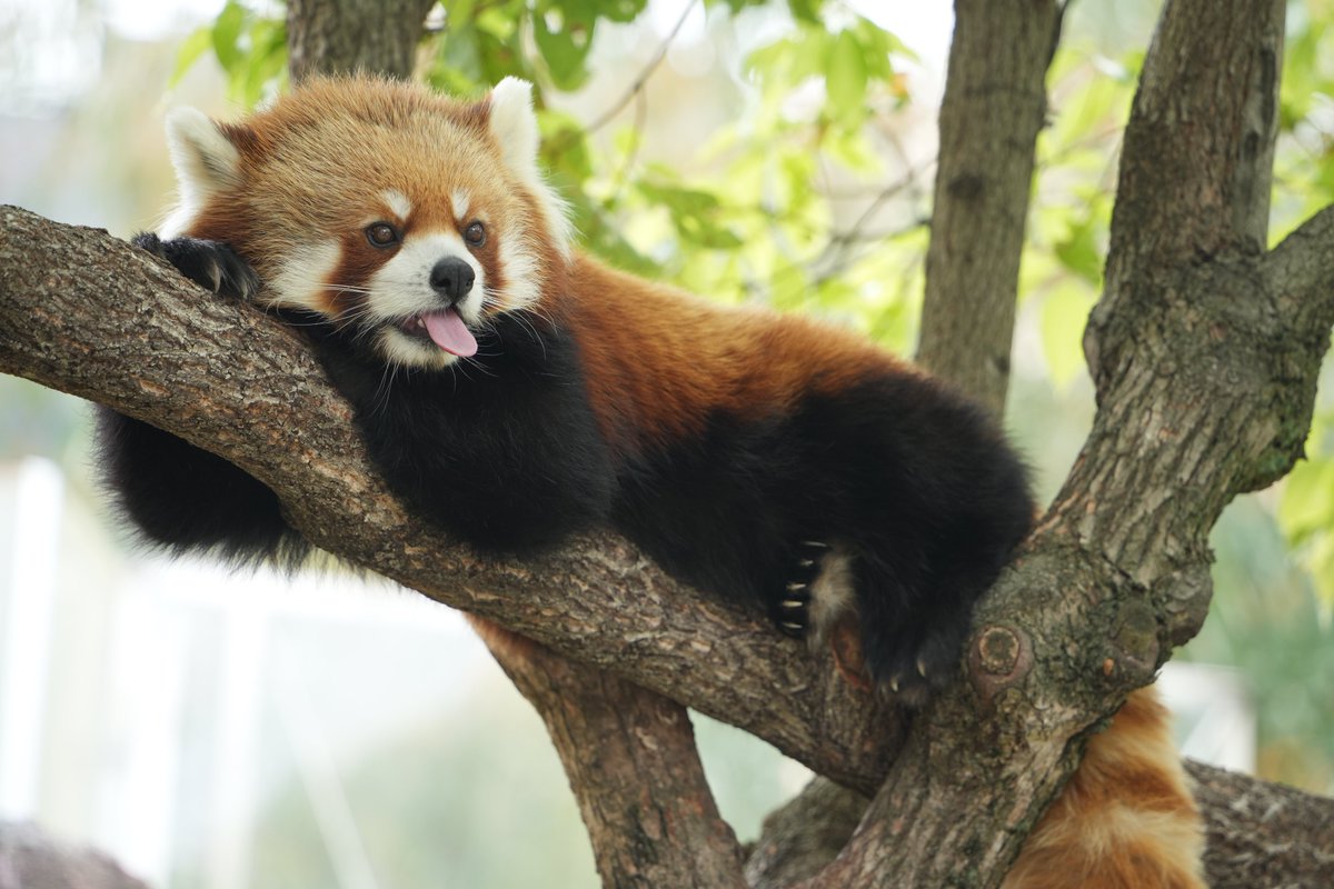 maneromarrone's tweet photo. ジャズくん💫2025.5.11 ＃王子動物園

 #レッサーパンダ #α7Cii #RedPanda https://t.co/EoR5YLJwoD