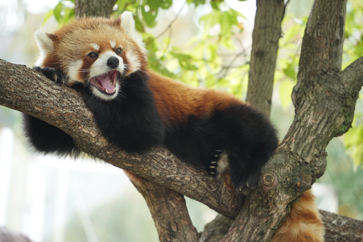 maneromarrone's tweet photo. ジャズくん💫2025.5.11 ＃王子動物園

 #レッサーパンダ #α7Cii #RedPanda https://t.co/EoR5YLJwoD